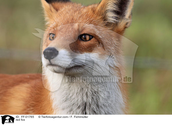 Rotfuchs / red fox / FF-01765