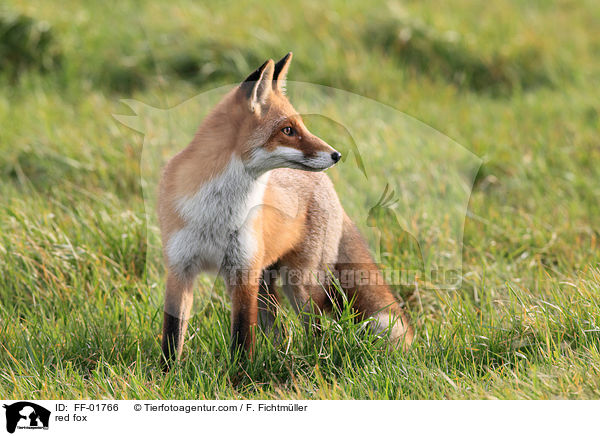 Rotfuchs / red fox / FF-01766