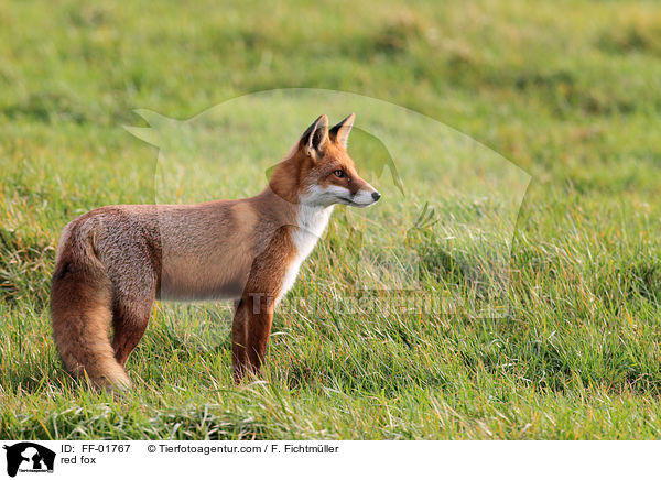 Rotfuchs / red fox / FF-01767