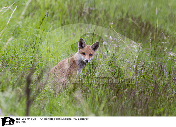 red fox / WS-04698