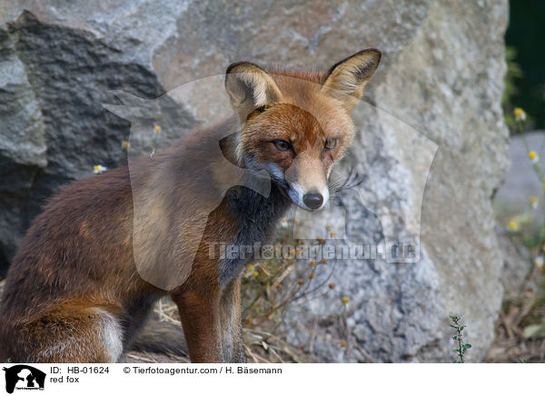 Rotfuchs / red fox / HB-01624