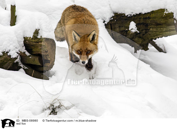 red fox / MBS-08980