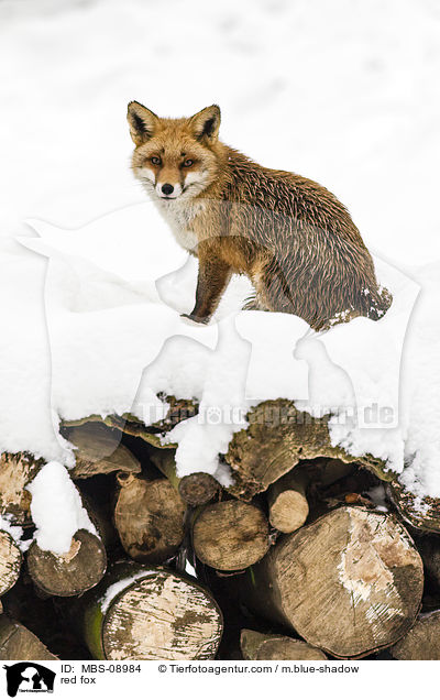 red fox / MBS-08984