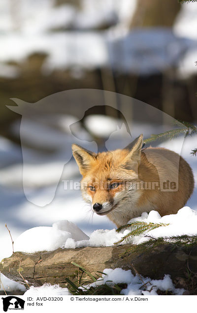 Rotfuchs / red fox / AVD-03200
