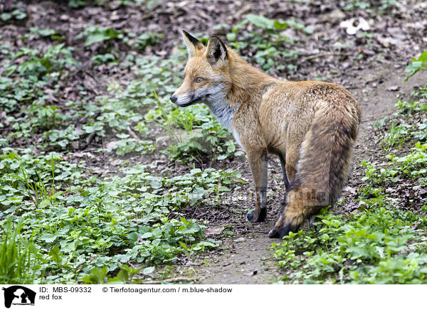 Rotfuchs / red fox / MBS-09332