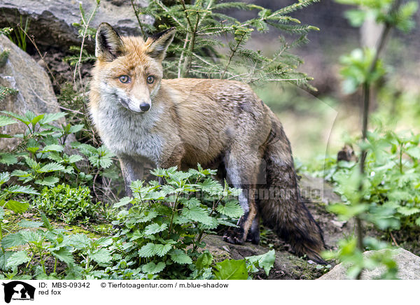 Rotfuchs / red fox / MBS-09342