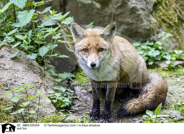 Rotfuchs / red fox / MBS-09354