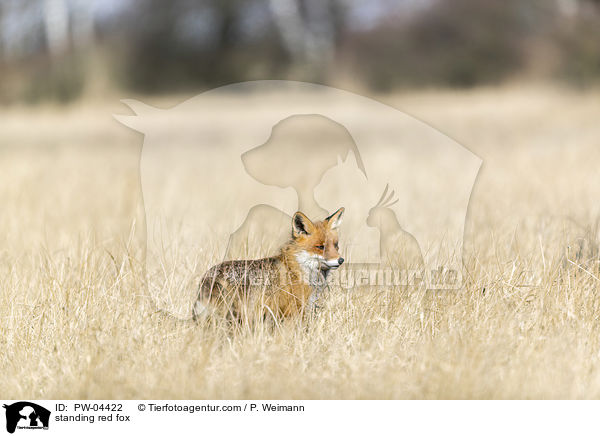 stehender Rotfuchs / standing red fox / PW-04422