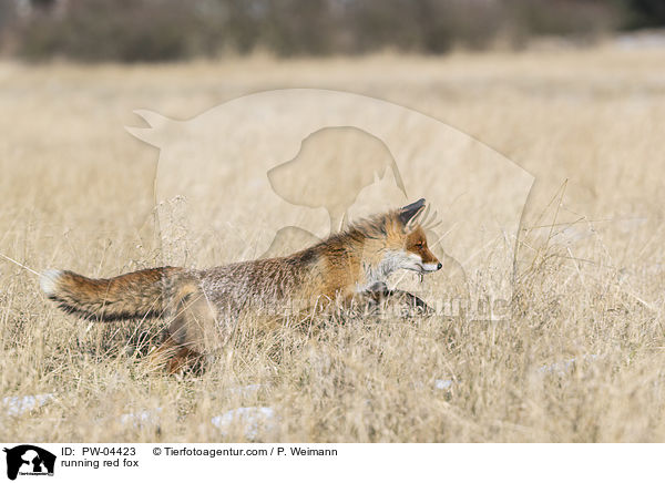 rennender Rotfuchs / running red fox / PW-04423
