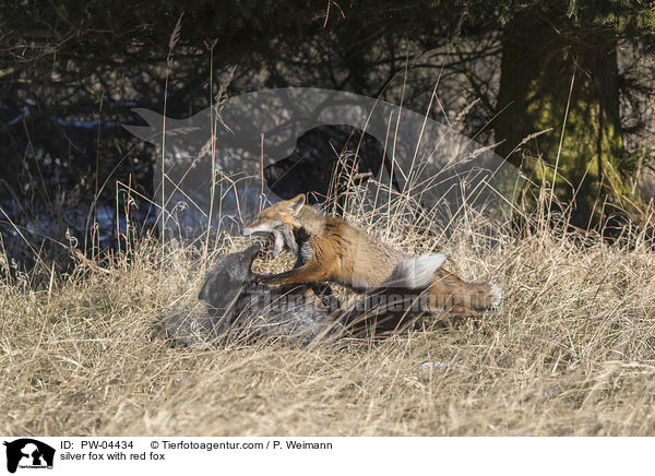 silver fox with red fox / PW-04434