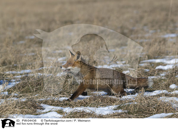 Rotfuchs rennt durch den Schnee / red fox runs through the snow / PW-04436