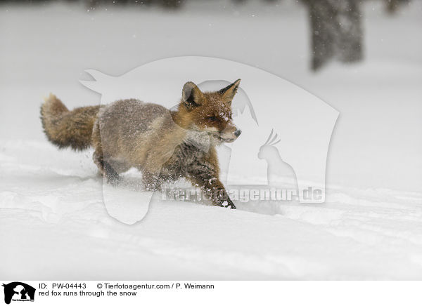 Rotfuchs rennt durch den Schnee / red fox runs through the snow / PW-04443