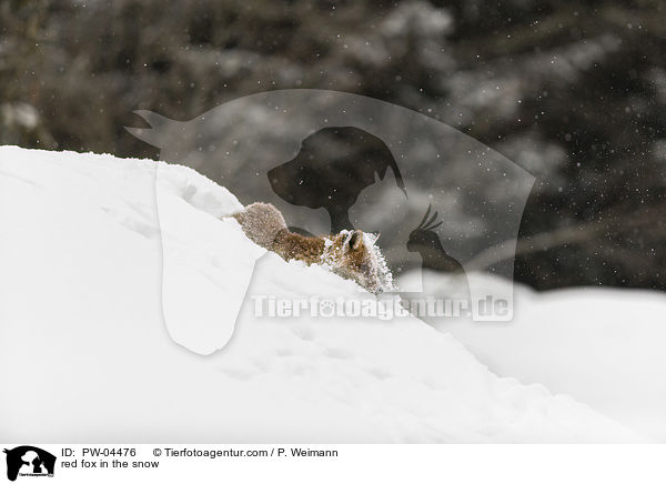 Rotfuchs im Schnee / red fox in the snow / PW-04476