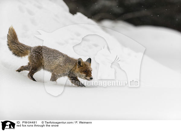 Rotfuchs rennt durch den Schnee / red fox runs through the snow / PW-04481