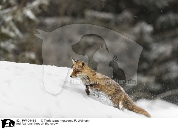 Rotfuchs rennt durch den Schnee / red fox runs through the snow / PW-04483