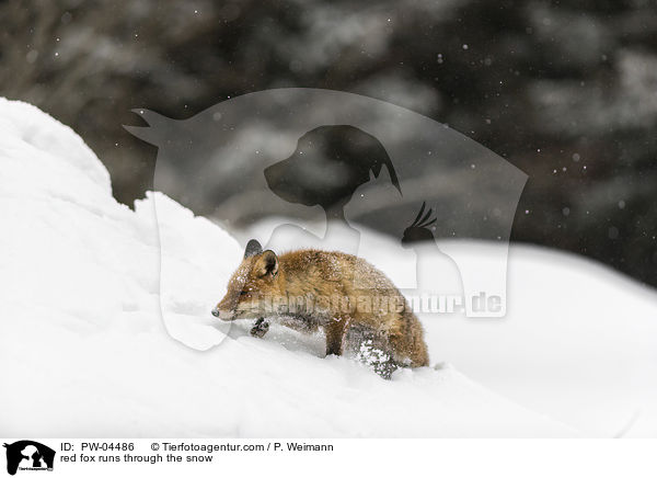 Rotfuchs rennt durch den Schnee / red fox runs through the snow / PW-04486