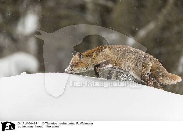 Rotfuchs rennt durch den Schnee / red fox runs through the snow / PW-04497