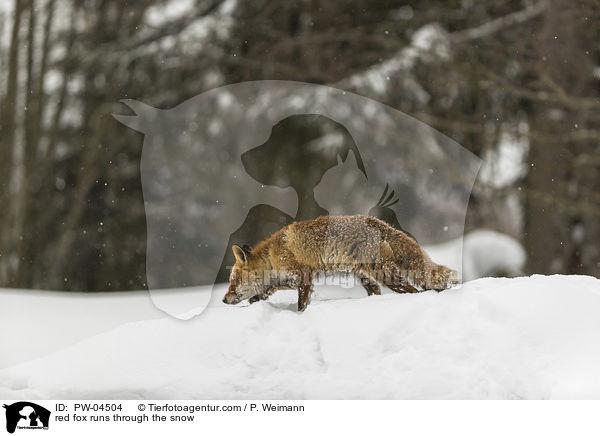 Rotfuchs rennt durch den Schnee / red fox runs through the snow / PW-04504