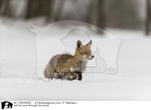 Rotfuchs rennt durch den Schnee / red fox runs through the snow / PW-04505