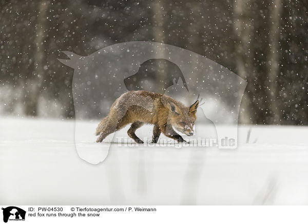 Rotfuchs rennt durch den Schnee / red fox runs through the snow / PW-04530