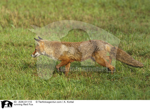 rennender Rotfuchs / running Red Fox / AXK-01110