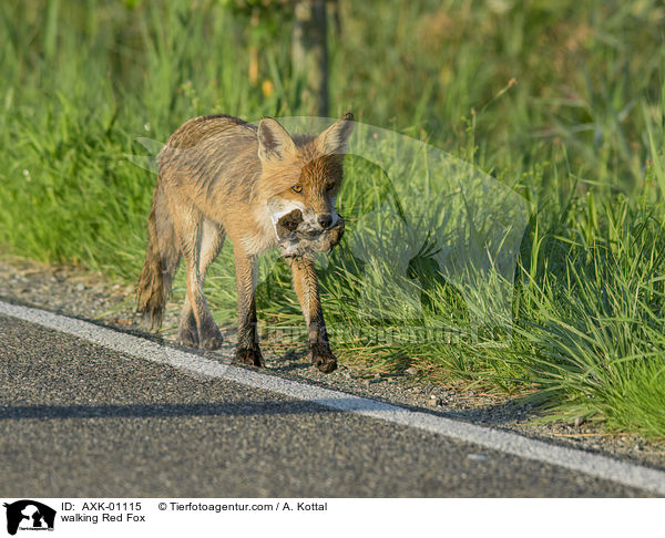 laufender Rotfuchs / walking Red Fox / AXK-01115