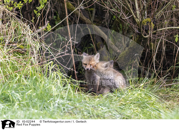 Rotfuchswelpen / Red Fox Puppies / IG-02244