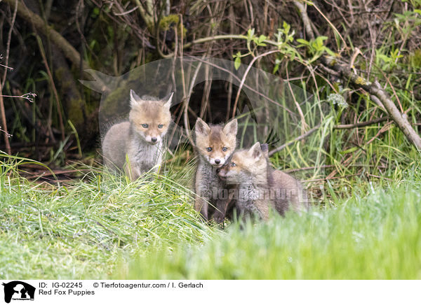 Rotfuchswelpen / Red Fox Puppies / IG-02245