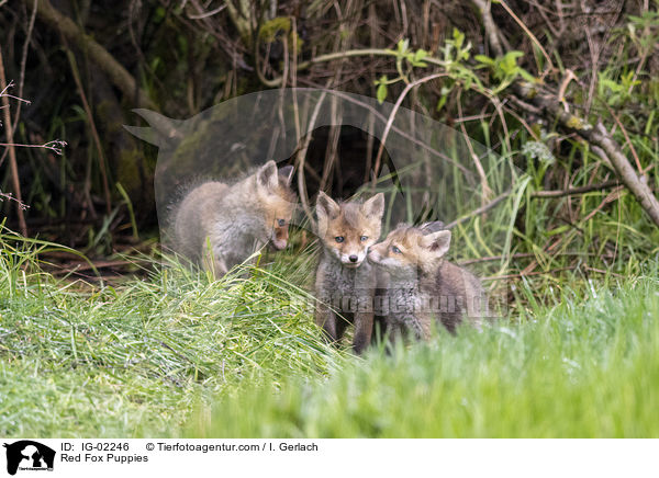 Rotfuchswelpen / Red Fox Puppies / IG-02246