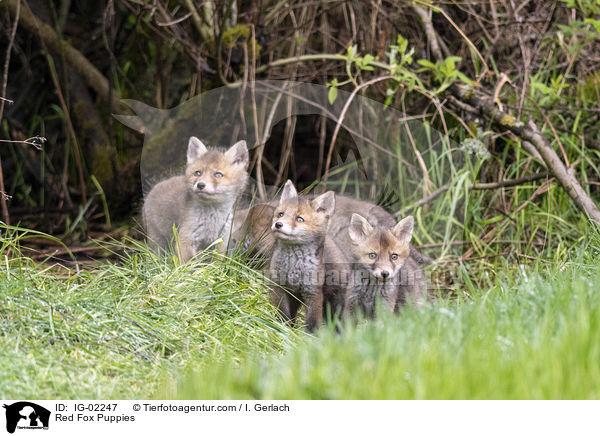 Rotfuchswelpen / Red Fox Puppies / IG-02247