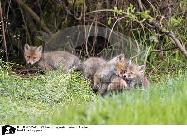 Rotfuchswelpen / Red Fox Puppies / IG-02248