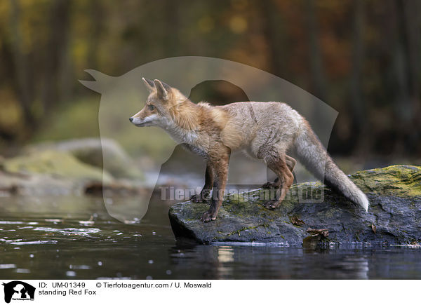 stehender Rotfuchs / standing Red Fox / UM-01349