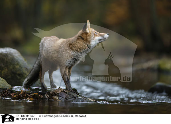 stehender Rotfuchs / standing Red Fox / UM-01357