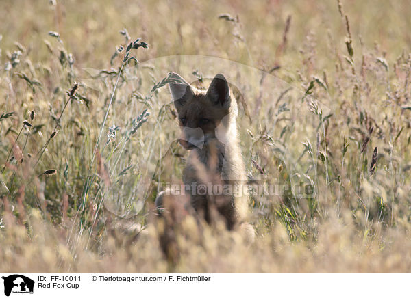 junger Rotfuchs / Red Fox Cup / FF-10011