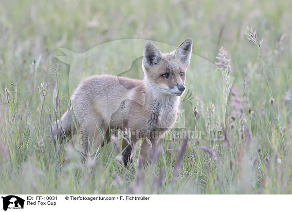 junger Rotfuchs / Red Fox Cup / FF-10031