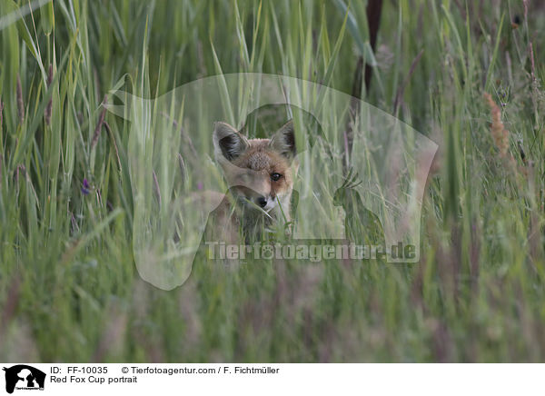 junger Rotfuchs Portrait / Red Fox Cup portrait / FF-10035