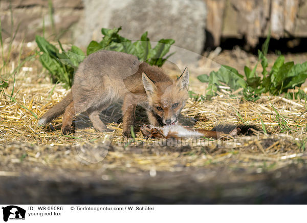 young red fox / WS-09086