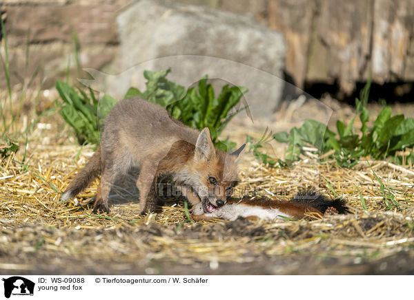 young red fox / WS-09088