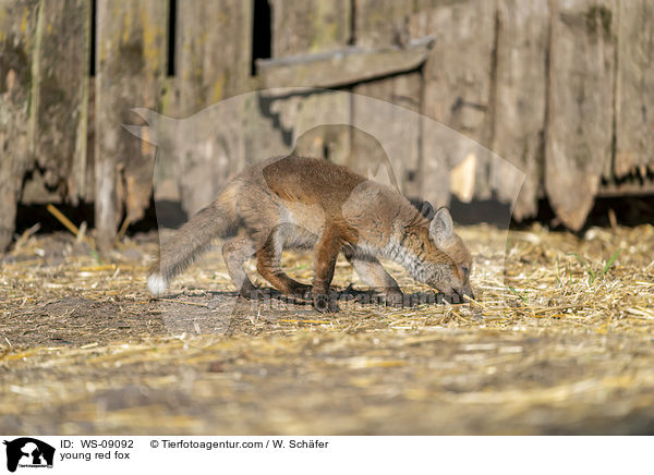 junger Rotfuchs / young red fox / WS-09092