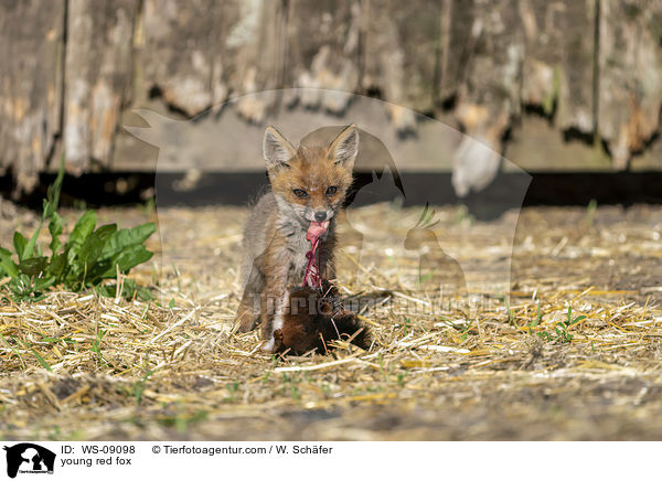 junger Rotfuchs / young red fox / WS-09098