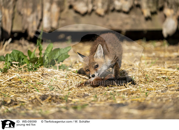 young red fox / WS-09099