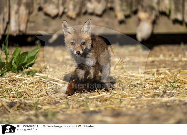 young red fox / WS-09101