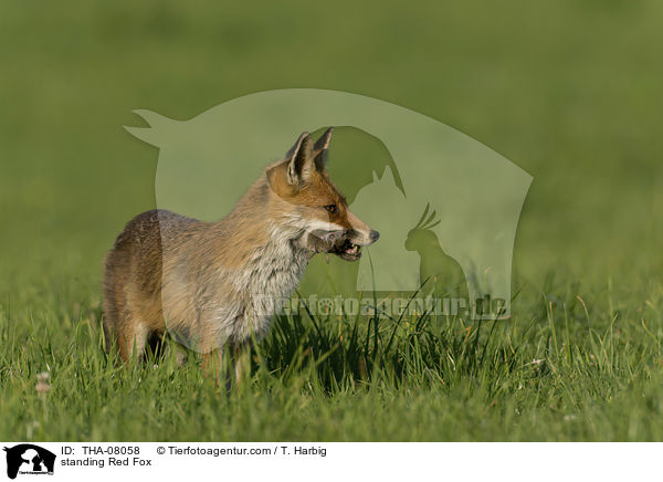 stehender Rotfuchs / standing Red Fox / THA-08058