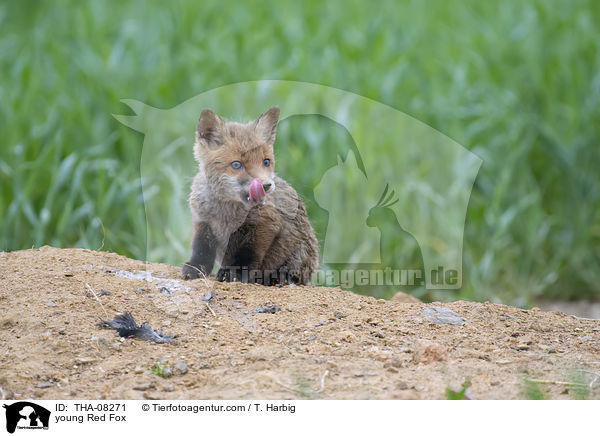 junger Rotfuchs / young Red Fox / THA-08271