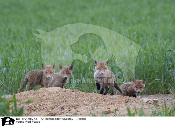 junge Rotfchse / young Red Foxes / THA-08273