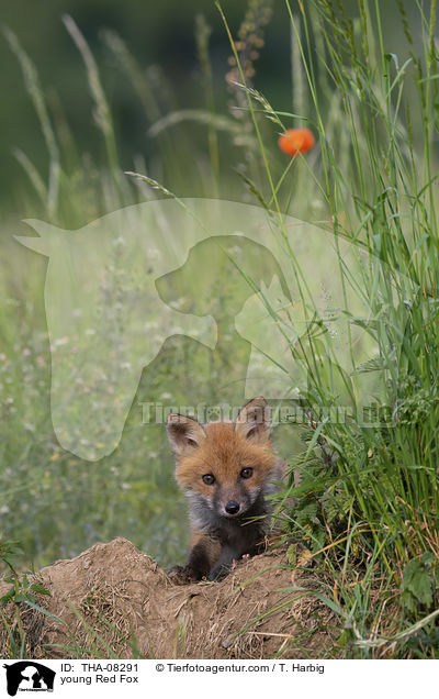junger Rotfuchs / young Red Fox / THA-08291