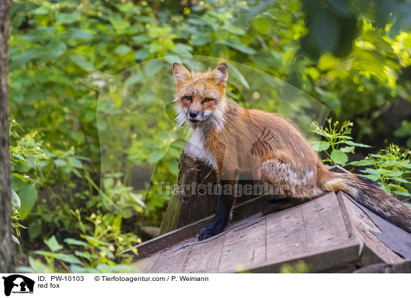 Rotfuchs / red fox / PW-10103