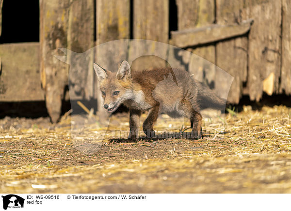 Rotfuchs / red fox / WS-09516