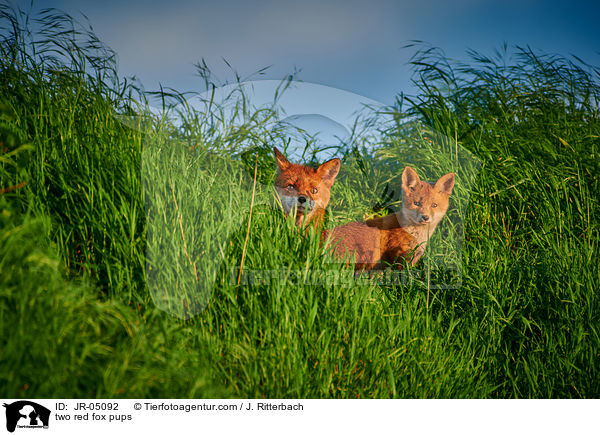 Zwei Rotfuchs Welpen / two red fox pups / JR-05092