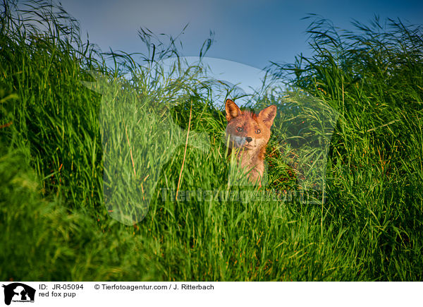 Rotfuchs Welpe / red fox pup / JR-05094